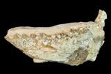Fossil Oreodont (Merycoidodon) Mandible - Wyoming #145846-3